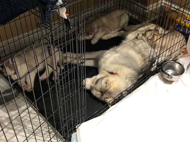 Husky puppies ready for adoption - ONLY TWO LEFT in Dogs & Puppies for Rehoming in Oakville / Halton Region - Image 4