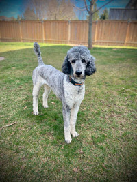 Guardian Family for Female Poodle