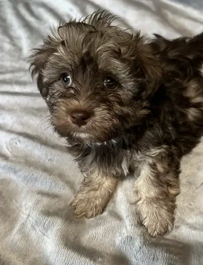 Havanese Puppies, View more