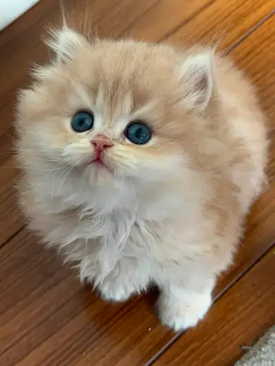 Blue Golden Shaded British Shorthairs, View more