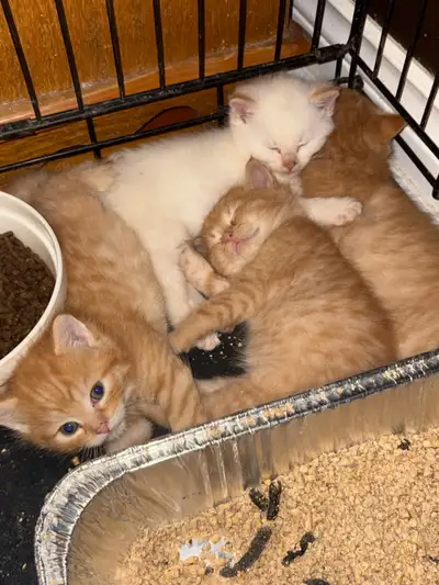 cUte kittens ready to go, View more