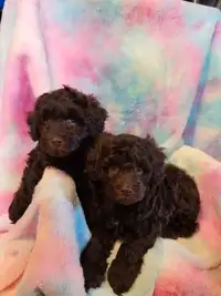 Schnauzer- Poodle cross puppies.