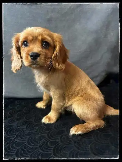 CAVAPOO PUPPIES FOR SALE, View more