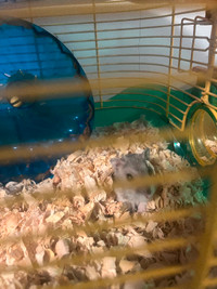 Hamster with cage