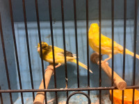 Pure German roller canaries for sale