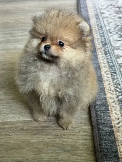 Adorable CKC Reg'd Male Pomeranian Puppy ready for his new home. Teddy will come with: *Vet Check *1...