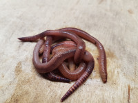 European & African Nightcrawler Worms, Compost / Fishing