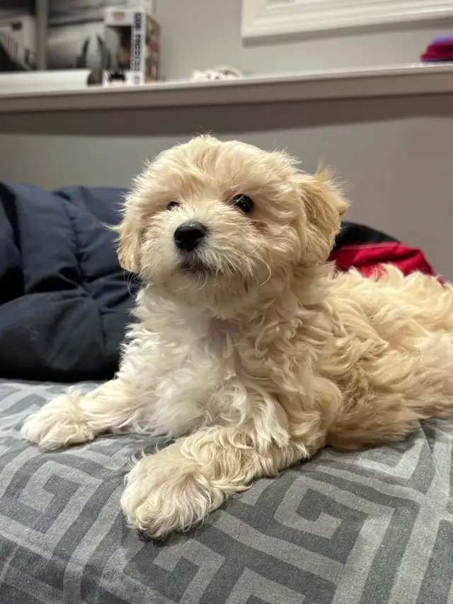 ready for rehoming puppies 2months old in Dogs & Puppies for Rehoming in Edmonton - Image 3
