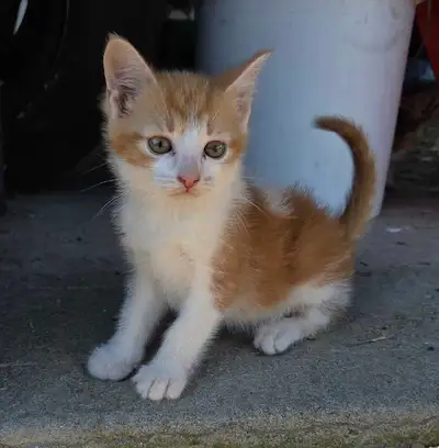 Kittens Looking for Loving Homes, View more