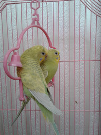 2 BUDGIES FOR $40