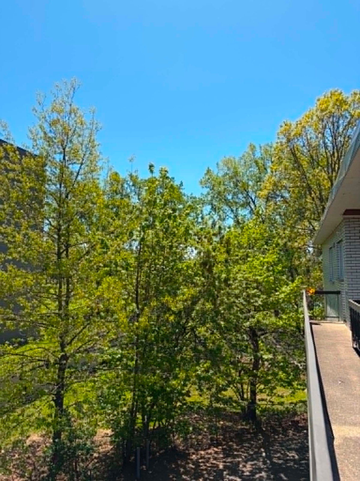 Très lumineux et tranquil  4.5 devant terrain de golf St-Lambert — photo 1