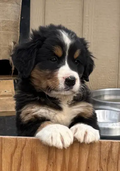 Bernese Mountain Dog Puppies, View more