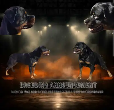 CKC Registered Female Rottweiler puppies, View more