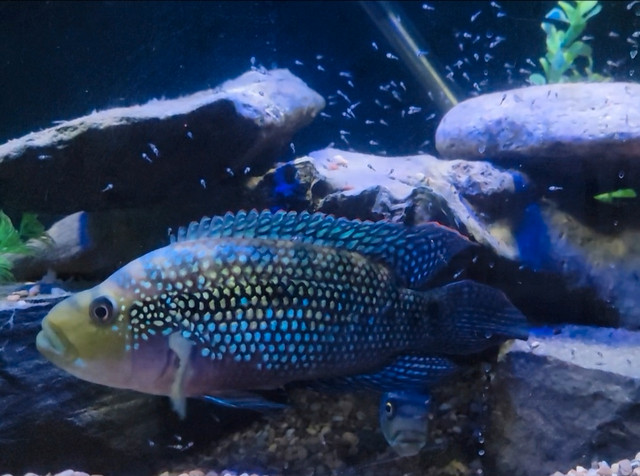 Fish - Jack Dempsey's - Cichlids  in Fish for Rehoming in Brandon - Image 2