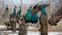 Peacocks and Peacock/Peahen Pairs