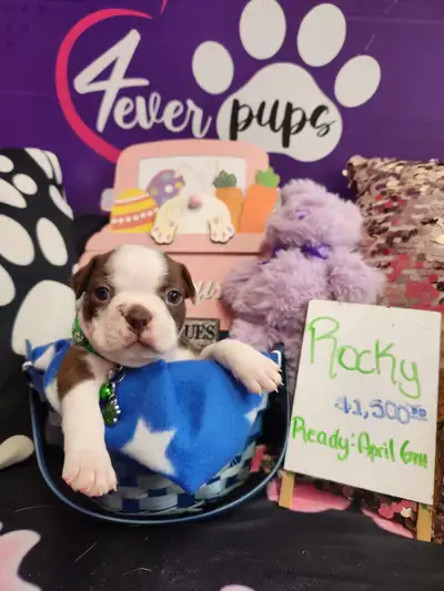 I have 2 litters of red and black puppies. One male, Bruno is ready to be rehome. He is super outgoi...