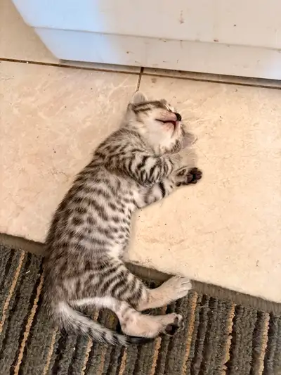 Chatton bengal / bangal kitten, View more