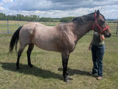2014 High-End Registered Quarter Horse Mare, View more