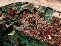 Python royal 