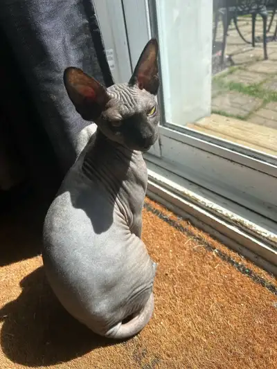 Chat sphynx disponible, View more
