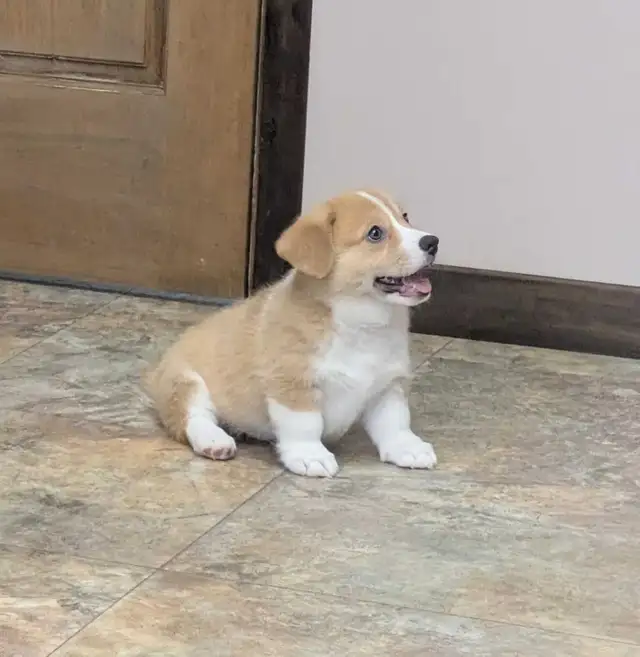 Pembroke Welsh Corgi Puppies in Dogs & Puppies for Rehoming in Kawartha Lakes - Image 3