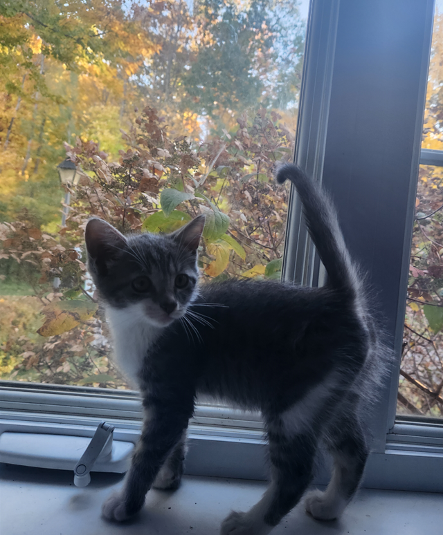Magnifiques chatons à vendre ! | Cats & Kittens for Rehoming | West ...