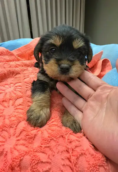 Yorkie yorkies puppy puppies rehome, View more