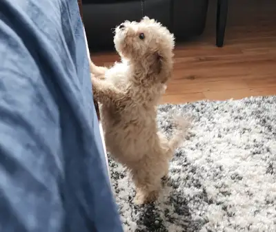 Corgi 1.5 years old Bichon 6 month old. They living together. Both girls.