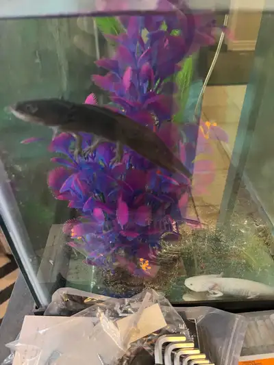 Two axolotls for rehoming. Willing to sell the tank as well. 20$ each for the axolotls and 100$ for...