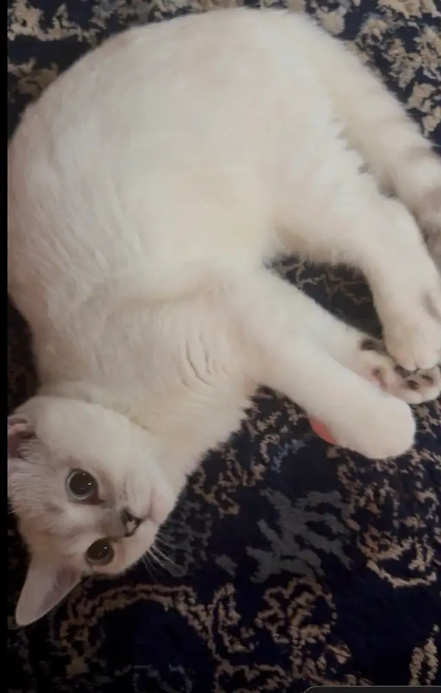 cat for sale Male British Shorthair in Cats & Kittens for Rehoming in Delta/Surrey/Langley - Image 7