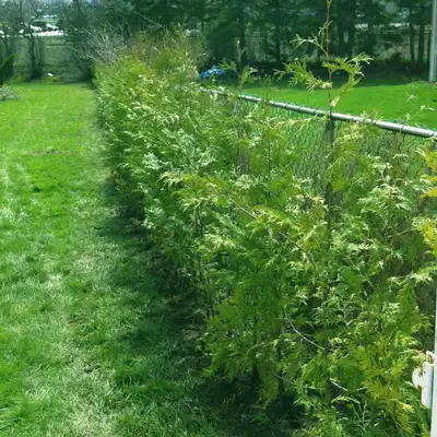 Cedar Trees Wholesale 2ft-3ft $6 each, View more