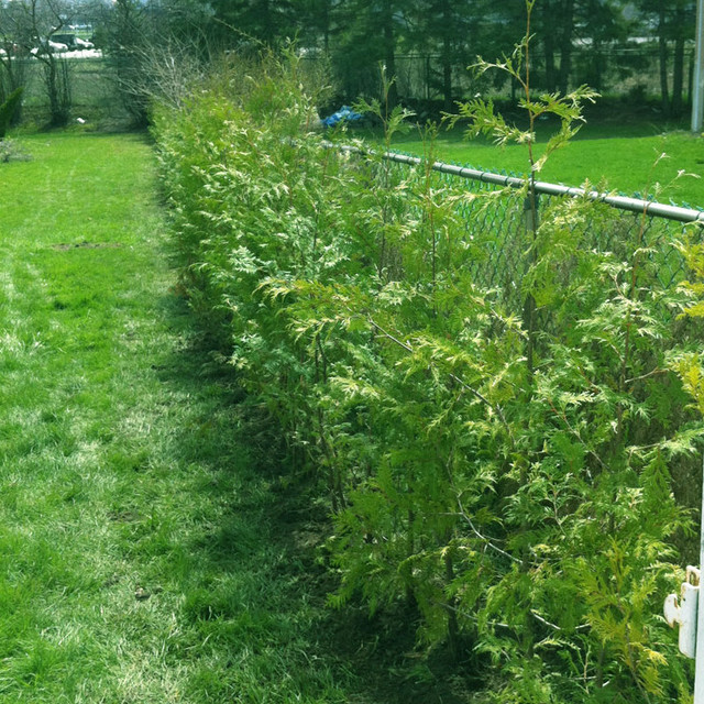 Cedar Trees Wholesale 2ft-3ft $6 each in Plants, Fertilizer & Soil in Barrie