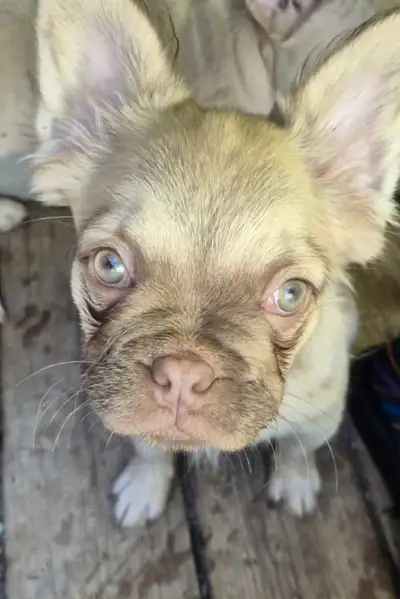 CKC Registered,Rare colors ,2 Females, View more