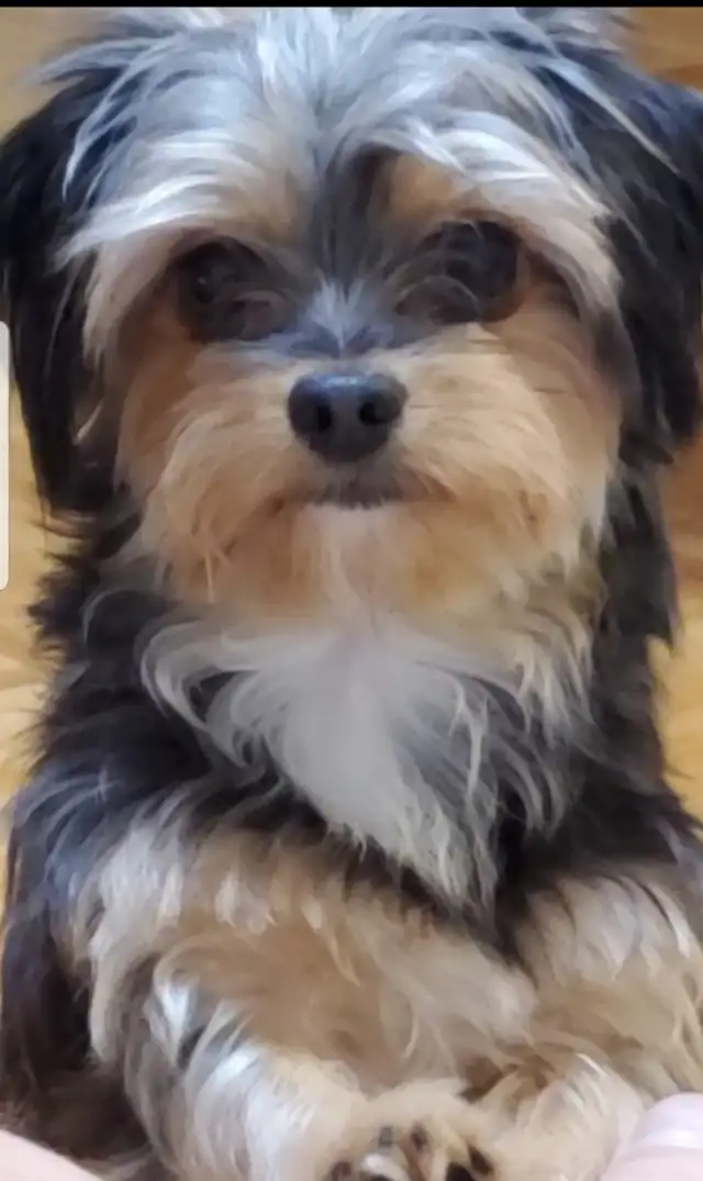 Loving Pair of Small Dogs Looking for a Caring Home in Dogs & Puppies for Rehoming in City of Toronto - Image 5