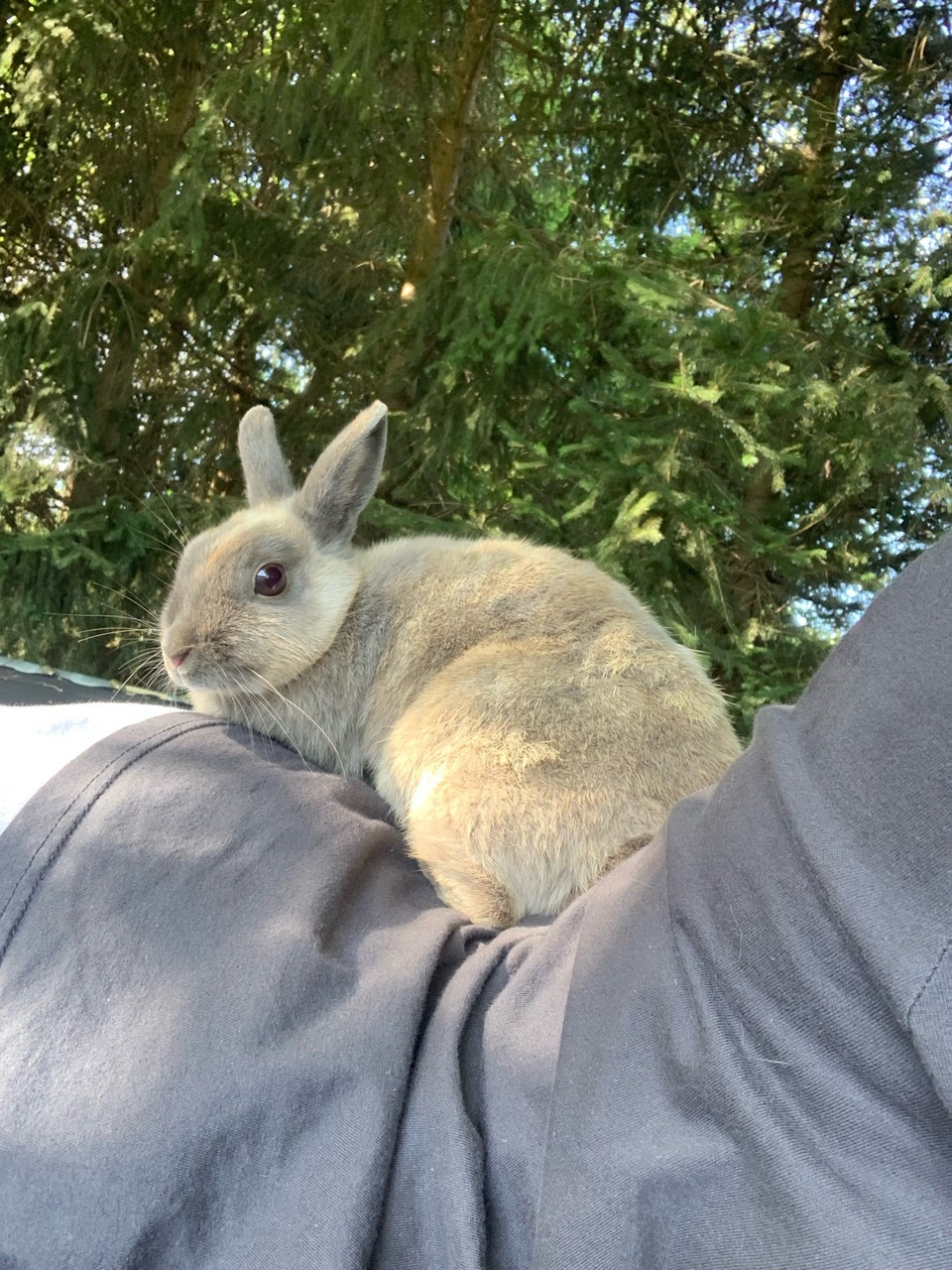 dwarf bunny | Small Animals for Rehoming | Leamington | Free local ...