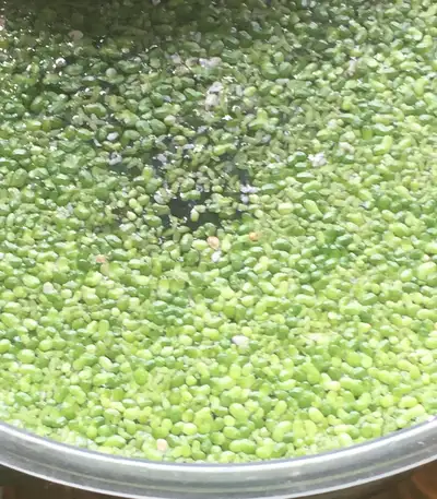 Duckweed, View more