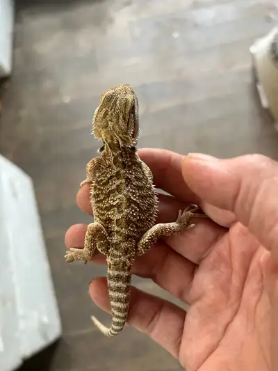 BEAUTIFUL BABY BEARDED DRAGONS $100, View more