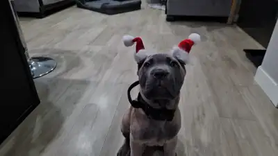 Cane Corso puppies, View more