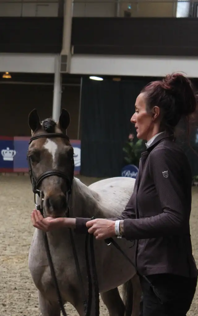 Sec B Welsh Pony Stallion in Horses & Ponies for Rehoming in City of Toronto - Image 10