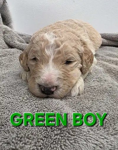 Goldendoodle Pups, View more