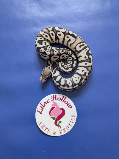 Female Firefly Black/TSK Axanthic 66% het Hypo baby Ball Python, View more
