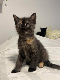 Chaton écaille de tortue 