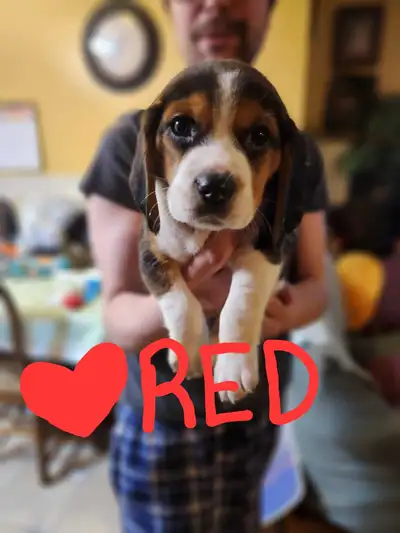 Beagle Puppy, View more