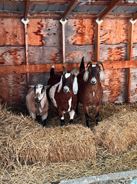 Friendly goats for sale