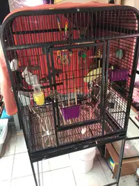 8 year old Female Cockatiel with flight cage and accessories
