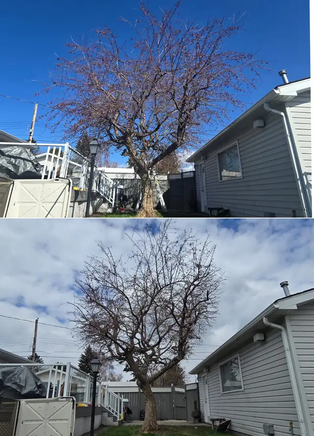 Tree removal/stump grinding62863721161859121