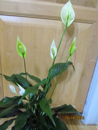 Peace Lily (Spathiphyllum) - (Low-Light & Air Purifying) plant