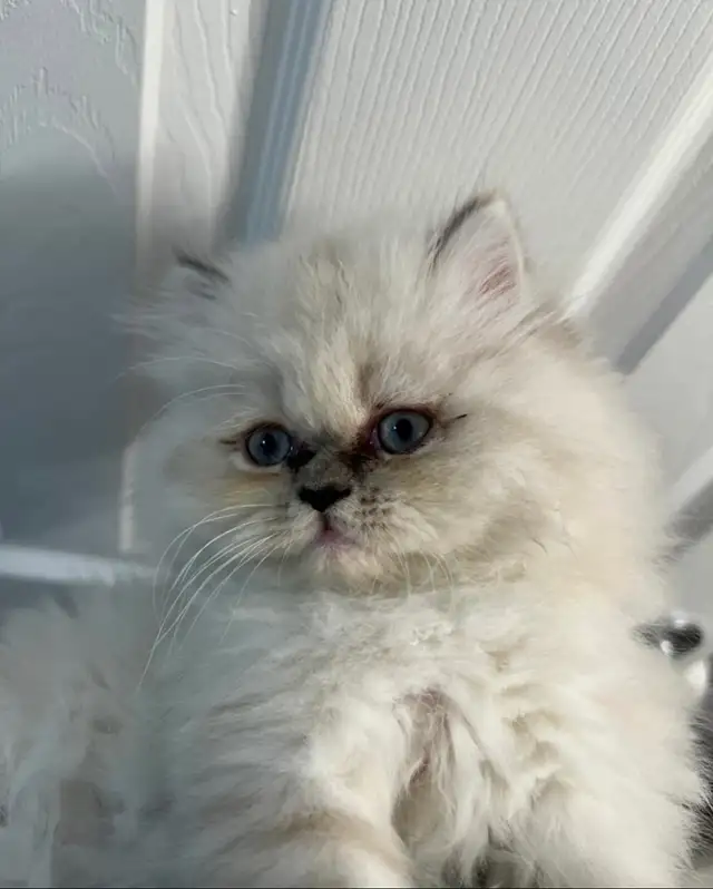 Blue point Persian kitten in Cats & Kittens for Rehoming in City of Toronto - Image 4