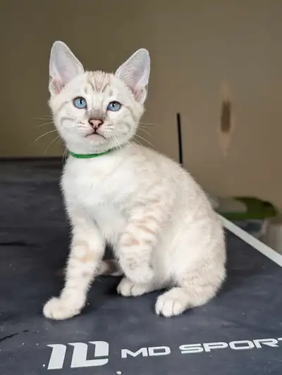 TICA Snow Bengal kittens available, View more