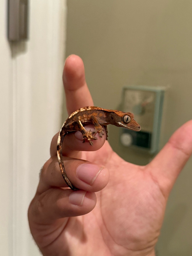 capuccino crested gecko in Reptiles & Amphibians for Rehoming in Vancouver